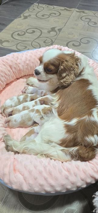 Готовы бронированию щенки Кавалер Кинг Чарльз Спаниель