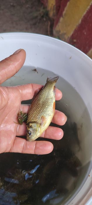 Живец карасик для рыбалки