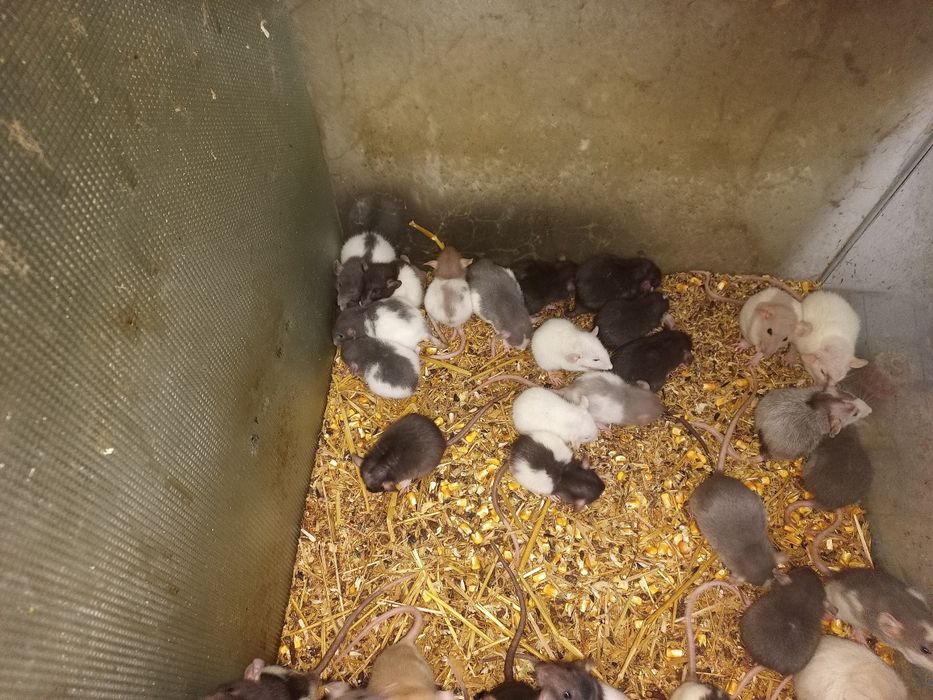 Șoricei laborator Constanța