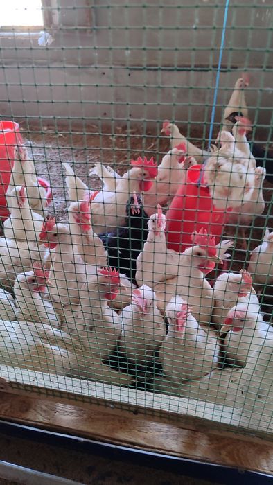 Yangi qichqirgan XOʻROZLAR sotiladi