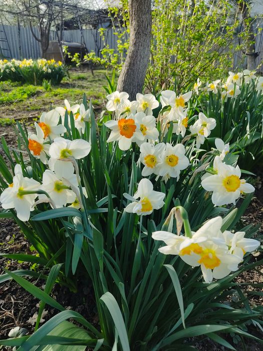 Продаются луковицы нарциссов. Сортоосмесь голландских сортов(5 сортов)