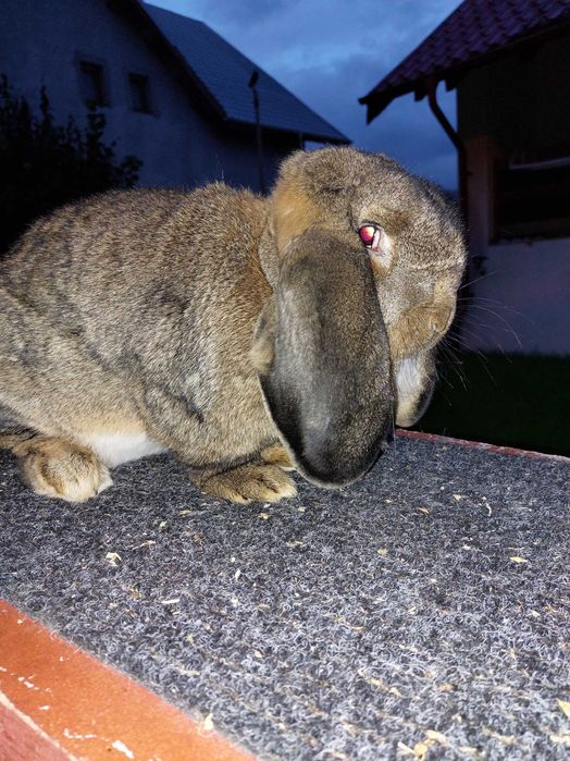 Iepuri Berbec German Mare - Livrez in tara