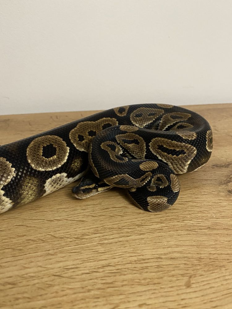 Piton regal, Mahogany het Pied, poss het albino Mascult adult