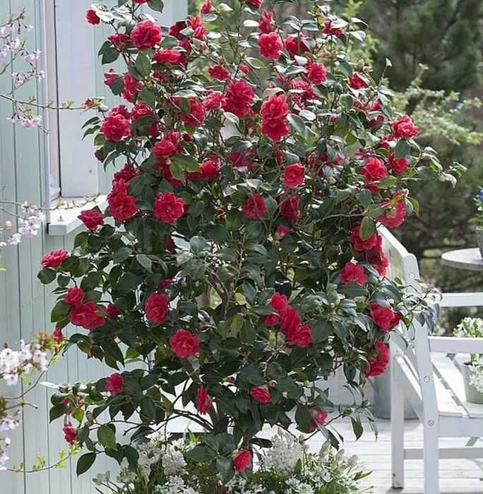 Butas (Răsad) Trandafir Japonez , Roz, rosu, galben, alb, portocaliu