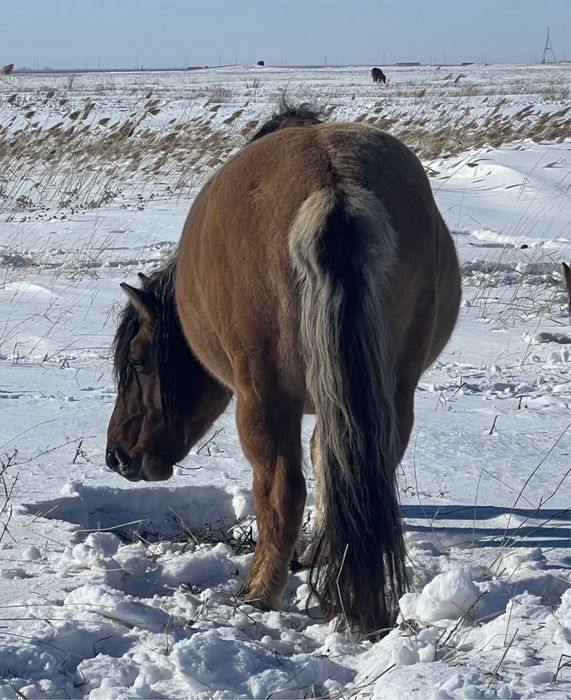 Мұғалжар айғыр - мугалжарский жеребец