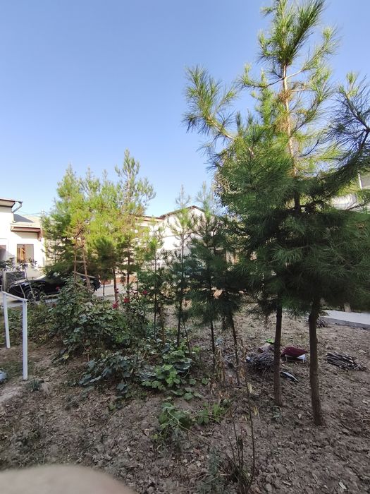 Сосна дерево двух-трёхлетний