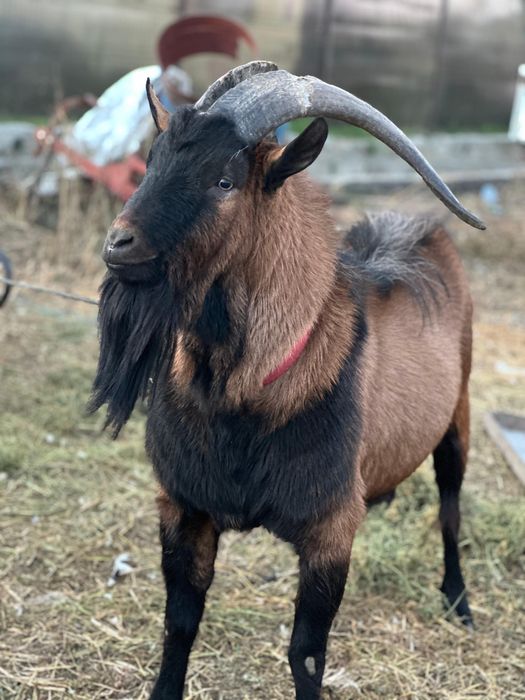 Vand țap alpin-francez