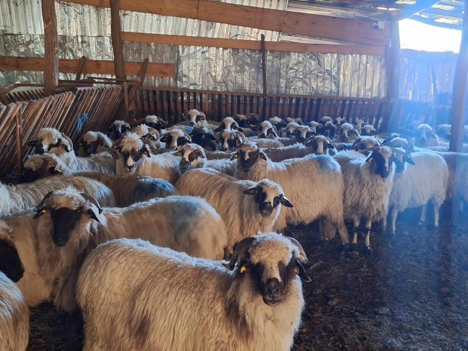 Vand urgent oii bune