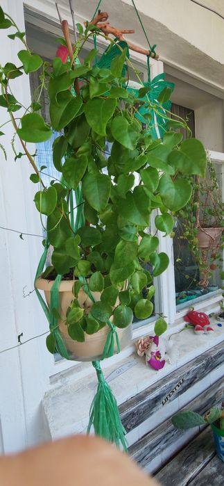 Продам   цветок адредера,  кактус опунция в подарок...