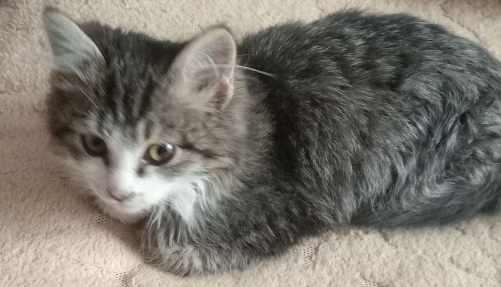 Пристраиваеться к добрым людям,вот такой котеночек!