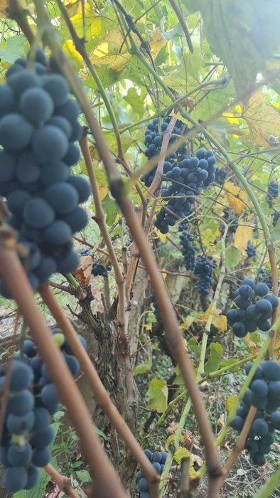 Vand struguri de vin Timisoara