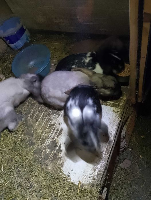 Vand iepuri de rasa fluture și berbec german