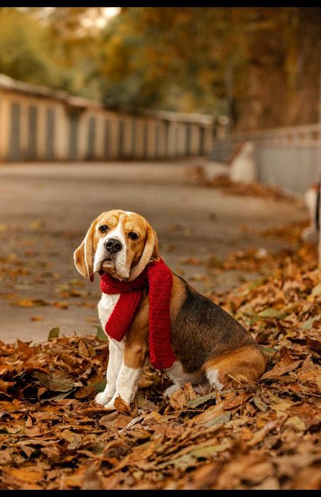 Кобель бигль на вязку