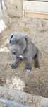 Cățel cane corso gri