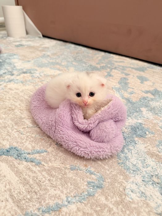 Котята в добрые руки, веслоухие и с острыми ушами от шотланки