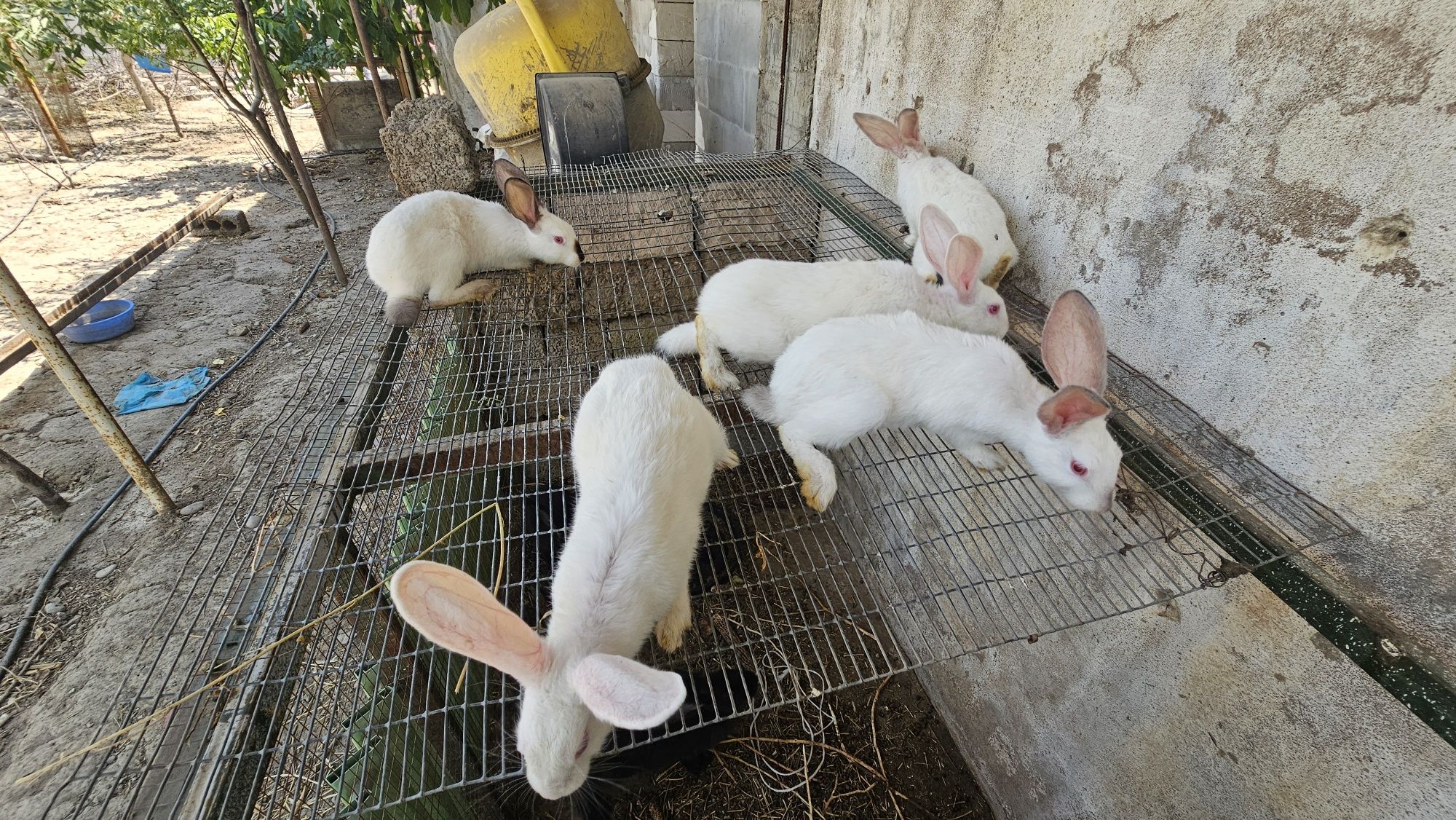 Ок кора куён боллари 8та