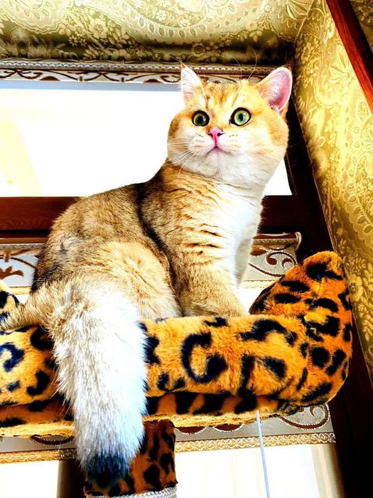 Золотая Шиншыла N12 сотилад!