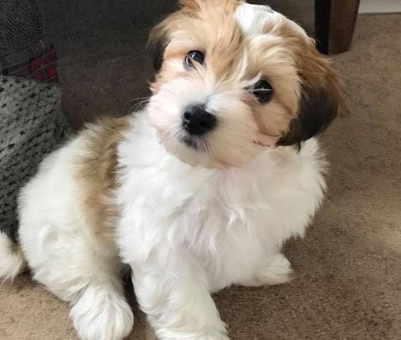 Bichon  havanez  băiețel 650 lei