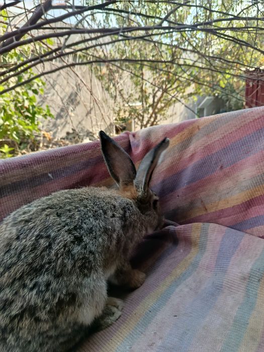 Фландр самест сотилади