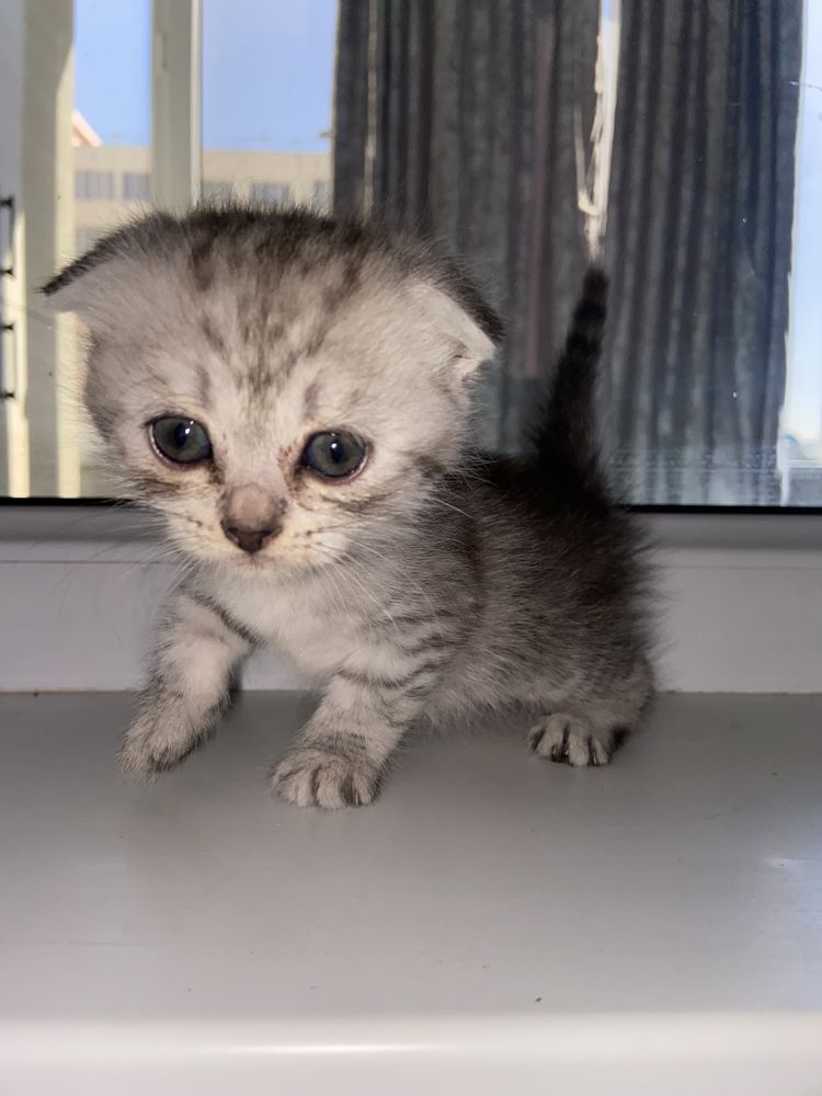 Котенок вислоухий