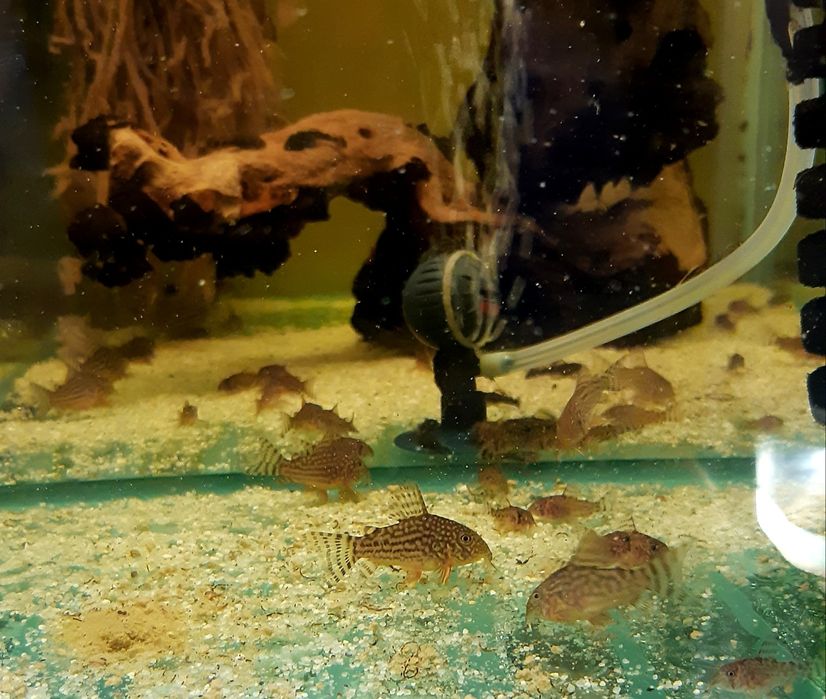 Corydoras (Hoplisoma) Similis,Sterbai, Gold Laser (CW010), pesti sanit