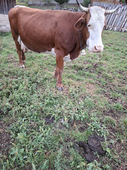 Vacă gestantă de vanzare