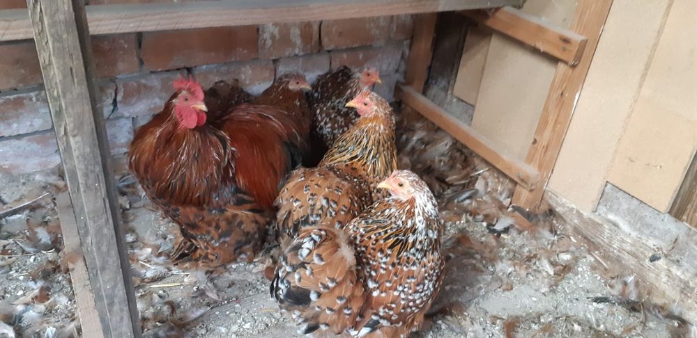 Familie cochinchina pitic porțelan