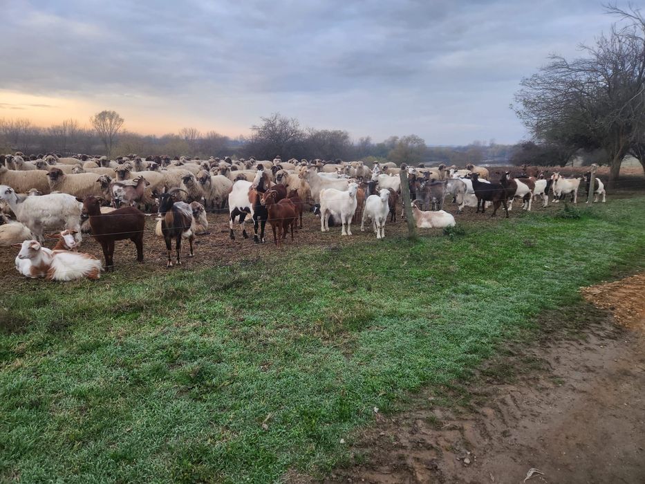 Vând turma de Capre sau schimb cu animale sau utilaje