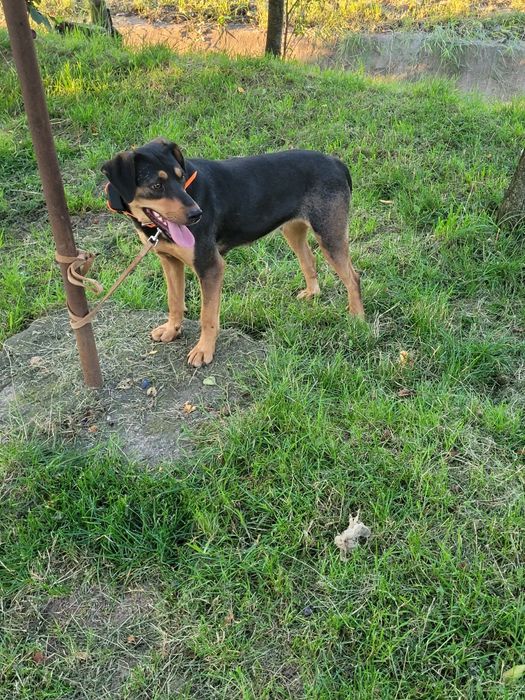 Câine de vânătoare