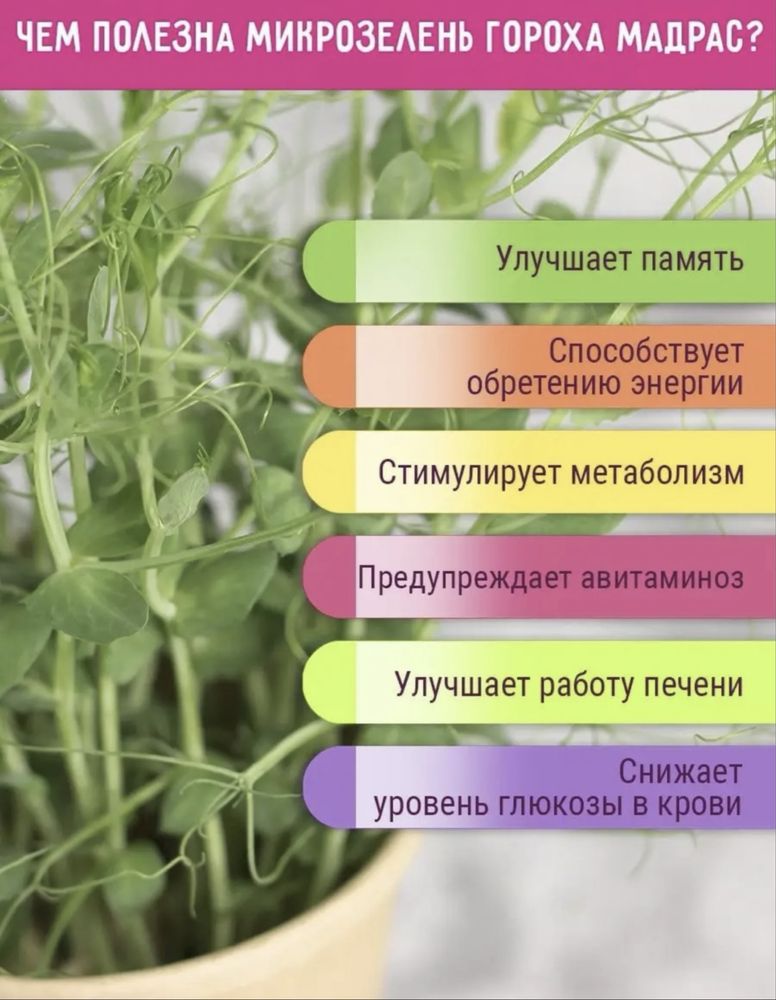 орошок Мадрас для микрозелин