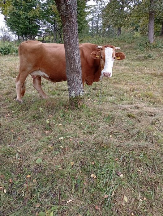 Vaca de vânzare de 6  ani