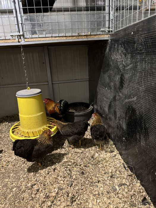 Familii wyandotte pitic varietatea gat auriu