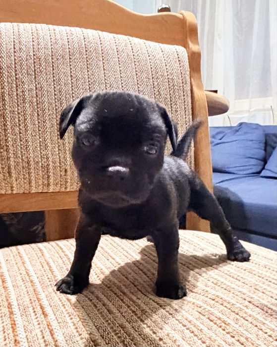 Английски Стафордширски Бултериер