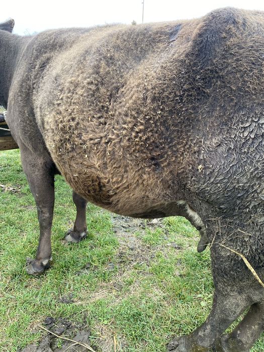 Vand vaca gestanta de tinut nu de abatorizare