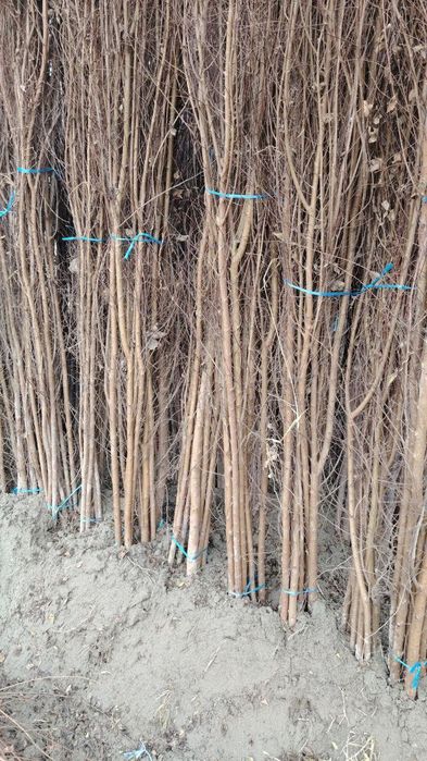 Мевали ва манзарали кучатлар