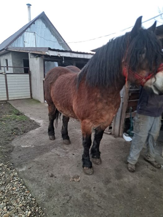 Vand iapa de 7 qni cu acte in regula