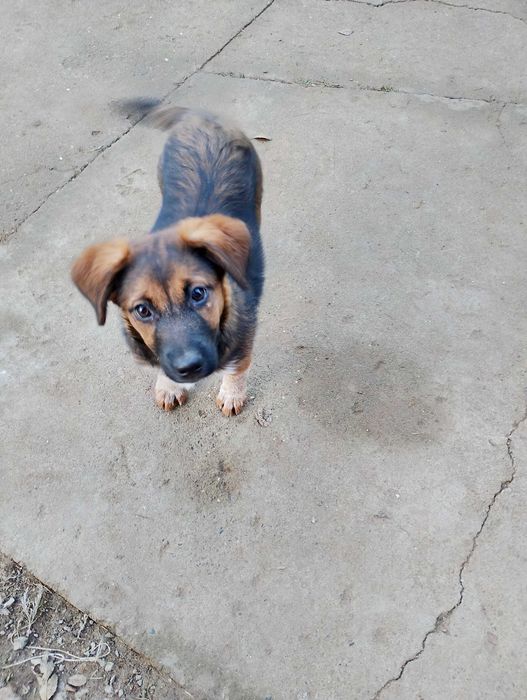 Отдам щенка кутенок девочка