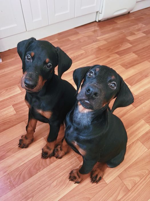 Щенки Добермана