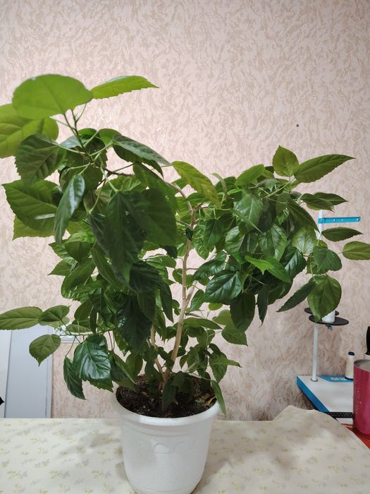 Дерево китайская роза( гибискус)