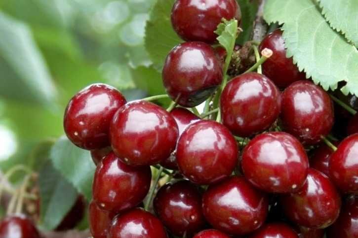 Cires Stella, regina fructe mari, anul 2 sau 3. calitatea 1!Livrare RO