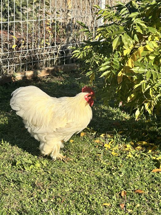 Vând sau schimb cocoș conchinchina pitic
