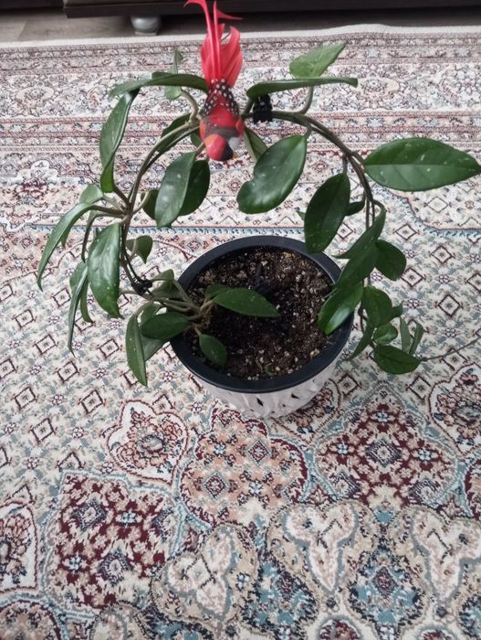 Продам продам продам