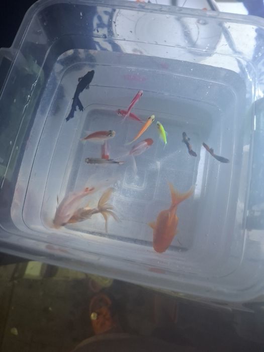 Продам аквариум  с рыбками с обогревателем с кислородом