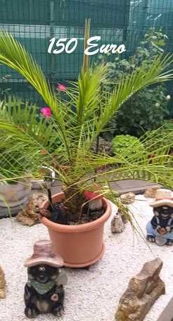Vand plante decorative de terasa superbe