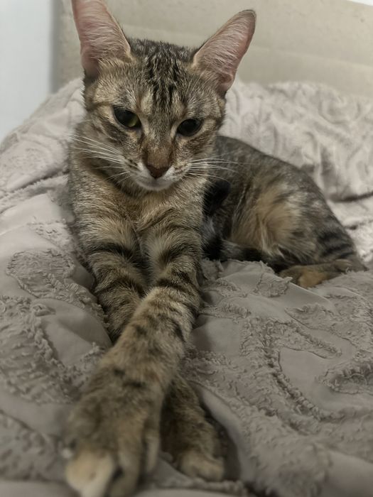 Подарява се женска тигрова котка Zeus – домашна и много мила