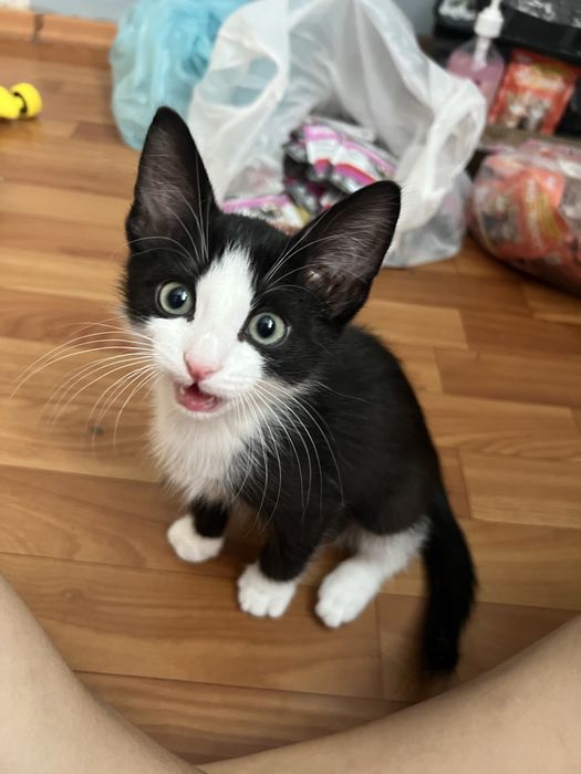 Продается котенок 2 мес