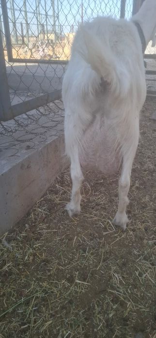 Молочная коза Заанен