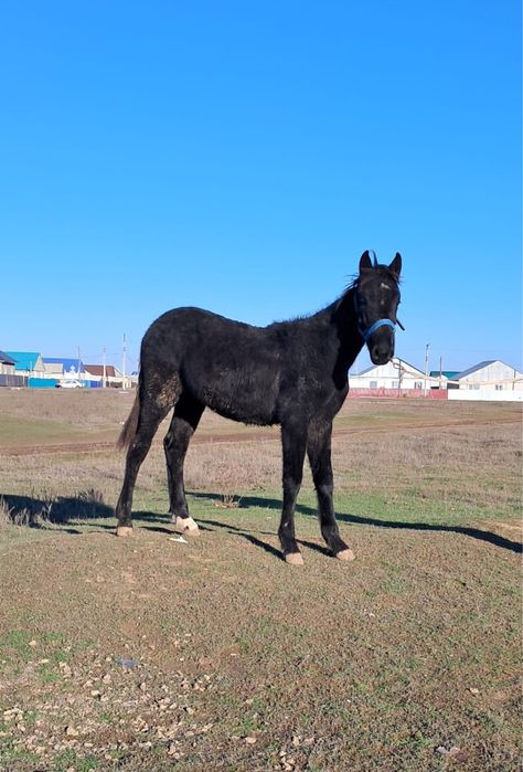 Продается жеребец (полукровка)