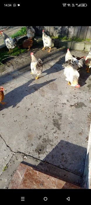 Cocoși crescuți la țară