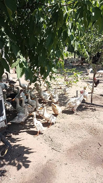 Rațe  pekin de vânzare